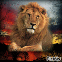 lion - Animovaný GIF zadarmo