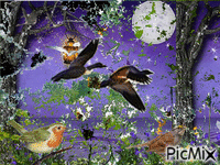 ფრინველები - GIF animate gratis
