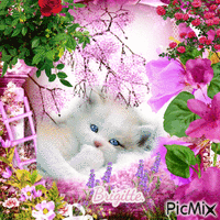Petit  chaton  blanc - GIF animé gratuit