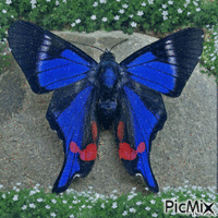 fluture - Darmowy animowany GIF