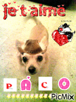 Paco - Δωρεάν κινούμενο GIF