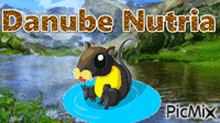 Danube Nutria - GIF animé gratuit
