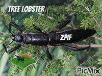 Tree Lobster - GIF เคลื่อนไหวฟรี