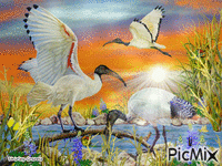 Birds over water GIF animata