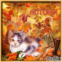 Chaton en automne - бесплатно png