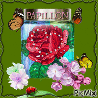 Papillon Animated GIF