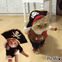 Kalóz macska - Bezmaksas animēts GIF