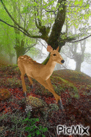 forest animovaný GIF