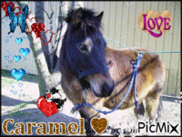 caramel ♥ - Animovaný GIF zadarmo