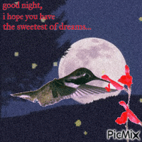 a hummingbird's good night - GIF animé gratuit