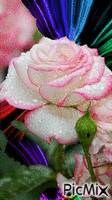 Rózsaszínű széllel díszített fehér rózsa. - Animovaný GIF zadarmo