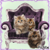 Kitten geanimeerde GIF