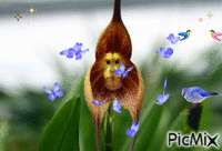 orhidea - Bezmaksas animēts GIF