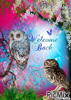 WELCOME BACK OWL animovaný GIF