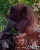louve noire - Безплатен анимиран GIF