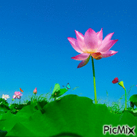 lotus animovaný GIF