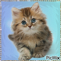 Kitty animasyonlu GIF