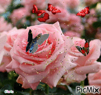 rosemab - Gratis animeret GIF