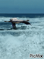 seabird - GIF animado grátis
