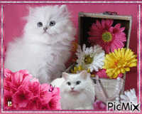 Cute kittens GIF animé