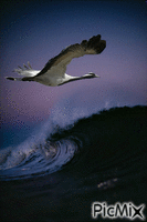 prent oceaan - Darmowy animowany GIF