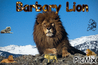 Barbary Lion - Free animated GIF
