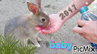baby - Darmowy animowany GIF