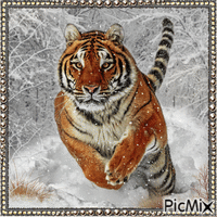 Tiger und Winter - Бесплатни анимирани ГИФ