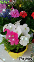 fleurs~flowers - Darmowy animowany GIF
