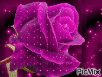 trandafir mov - GIF animasi gratis