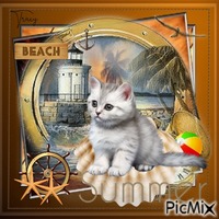 Summer cat on the beach