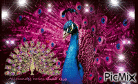 Peacock!! - GIF animate gratis