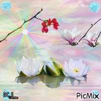 fleurs de lotus 动画 GIF