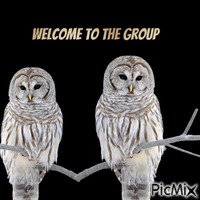 Welcome owl GIF animado