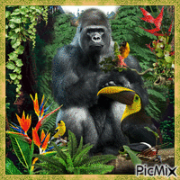 Mein Freund der Gorilla animēts GIF