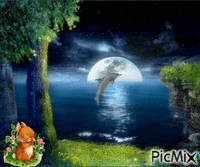 un dauphin au milieu de la nuit animovaný GIF