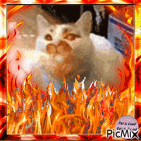 fire cat gay Animated GIF