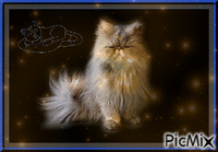 image de chat majestueux GIF animé