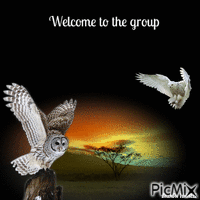 welcome owl Gif Animado