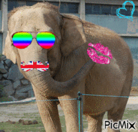 le plus bizzar des éléphant - GIF animé gratuit