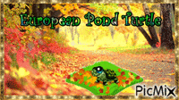 European pond turtle - Zdarma animovaný GIF