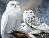 winter owl анимирани ГИФ