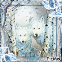 white wolf - Бесплатни анимирани ГИФ