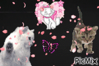 kitty - GIF animate gratis