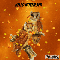 Hello November Owl GIF animé