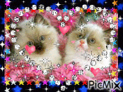 deux petits chats inséparable geanimeerde GIF