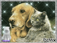 Le chat et le chien - GIF animasi gratis