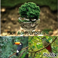 la déforestation amazonienne GIF animado