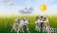 Chiens contre chats - Free animated GIF