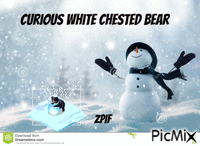 Curious White Chested Bear - Бесплатный анимированный гифка